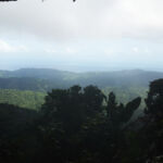 Mystery Pool & 3 Sprouts