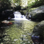 Mystery Pool & 3 Sprouts