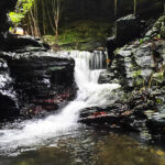 Mystery Pool & 3 Sprouts