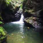 Mystery Pool & 3 Sprouts