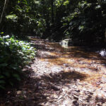 Mystery Pool & 3 Sprouts