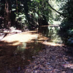 Mystery Pool & 3 Sprouts