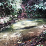 Mystery Pool & 3 Sprouts