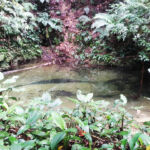 Mystery Pool & 3 Sprouts